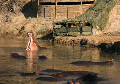 Hippo Hide (exclusive to Kaingo Camp)